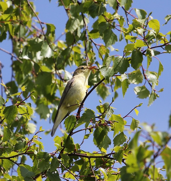 Icterine Warbler