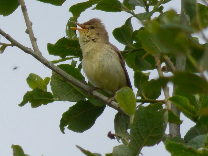 Melodious Warbler