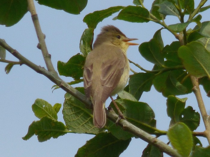 Melodious Warbler