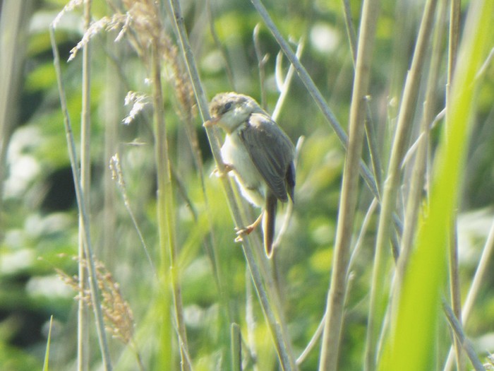 Marsh Warbler