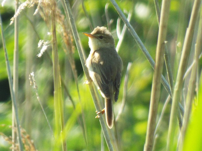 Marsh Warbler