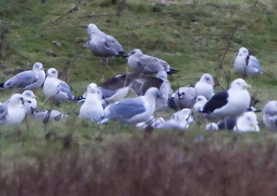 Glaucous-winged Gull