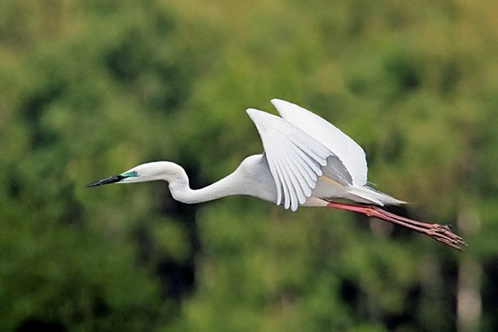 Great White Egret