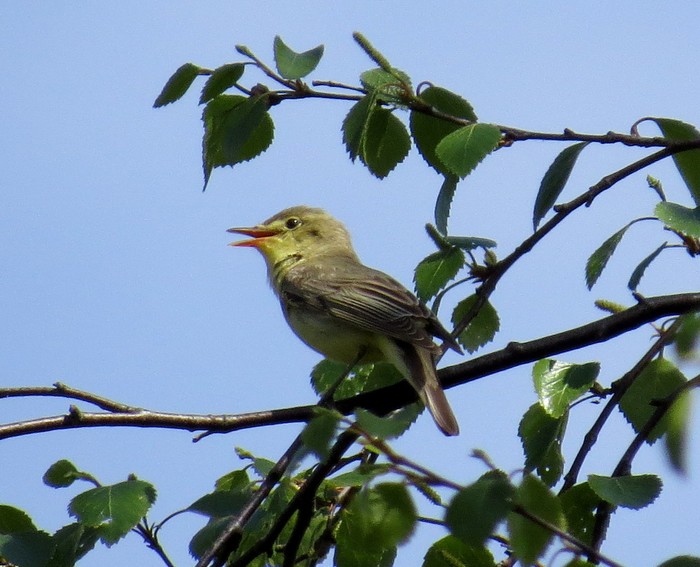 Icterine Warbler