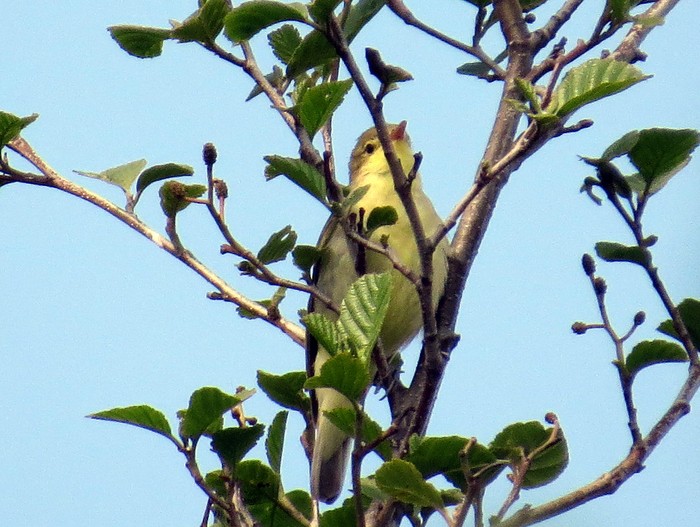 Icterine Warbler