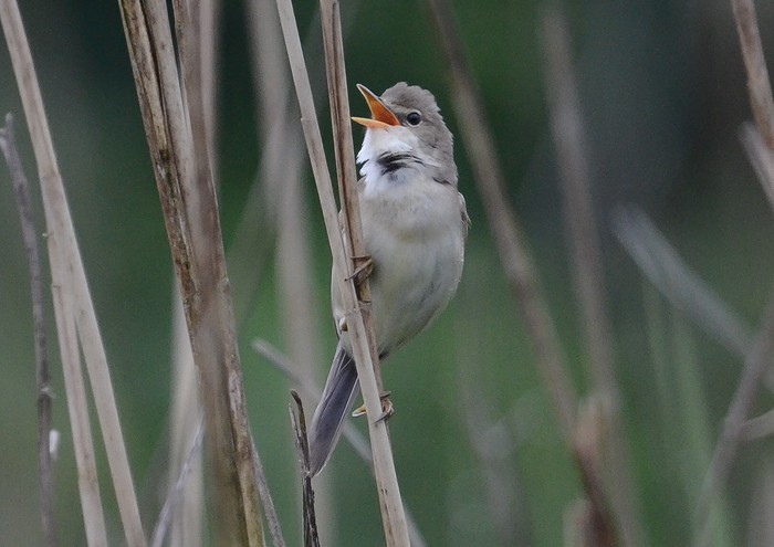 Marsh Warbler