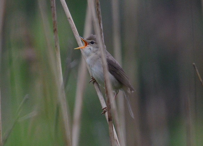 Marsh Warbler