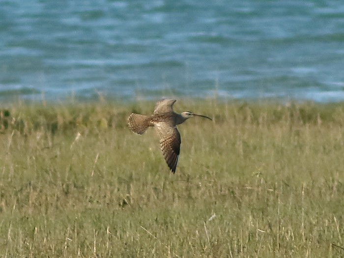 Hudsonian Whimbrel
