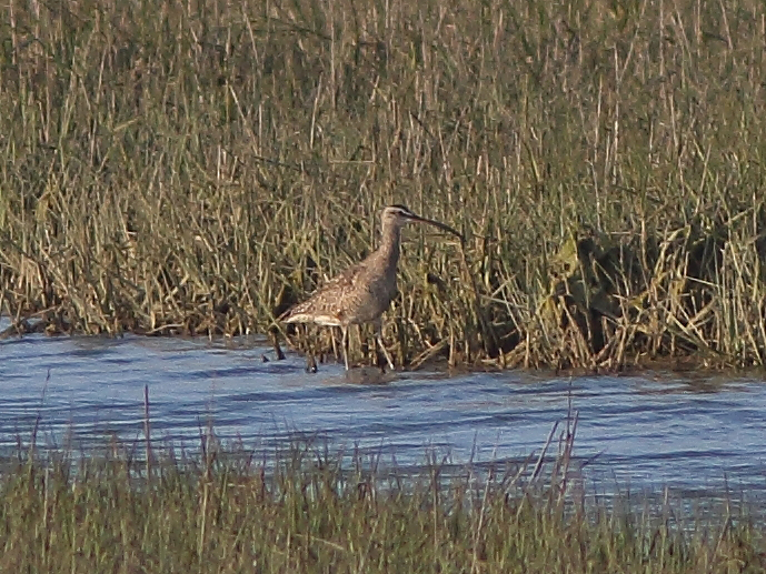 Hudsonian Whimbrel
