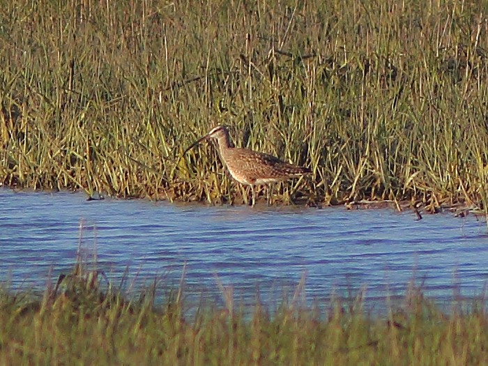 Hudsonian Whimbrel