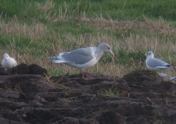 Glaucous-winged Gull