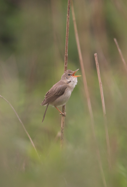 Marsh Warbler