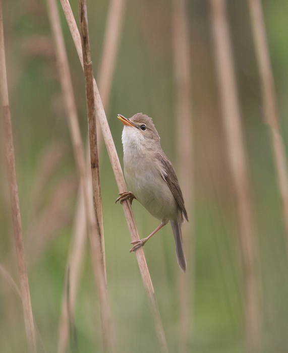 Marsh Warbler