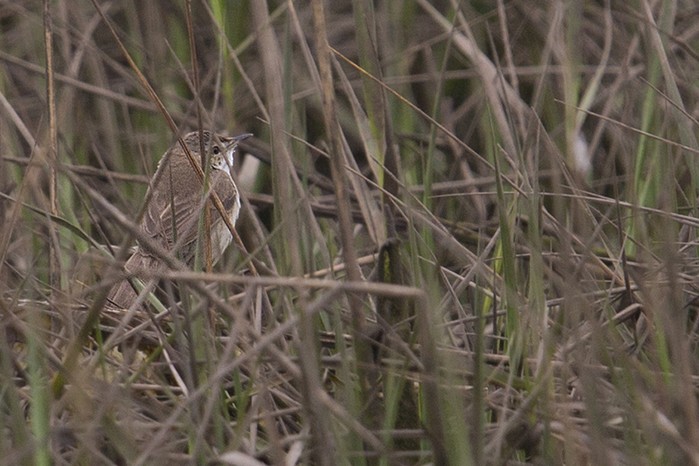 Paddyfield Warbler
