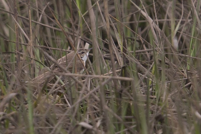 Paddyfield Warbler