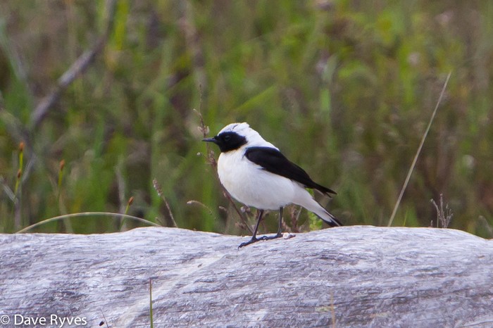 Eastern Black-eared Wheatear