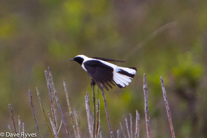 Eastern Black-eared Wheatear
