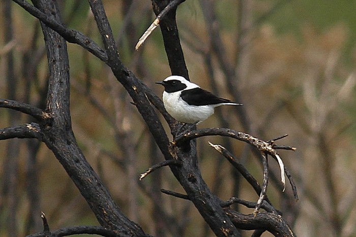 Eastern Black-eared Wheatear