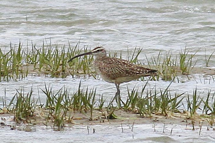 Hudsonian Whimbrel