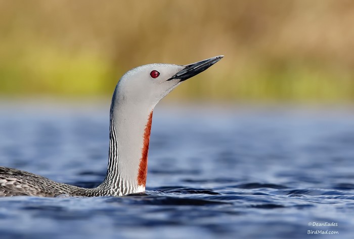 Red-throated Diver