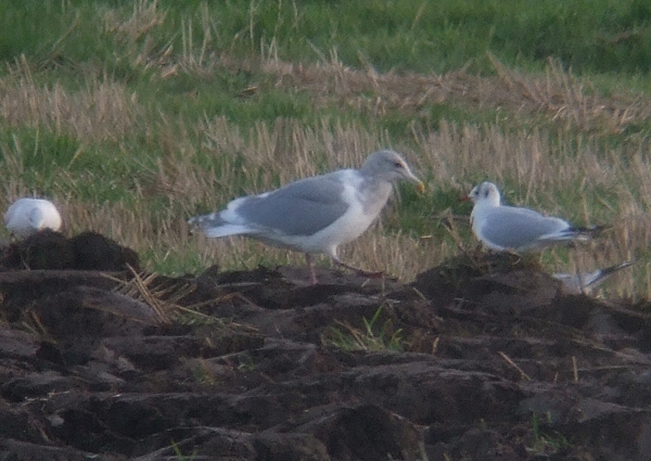Glaucous-winged Gull