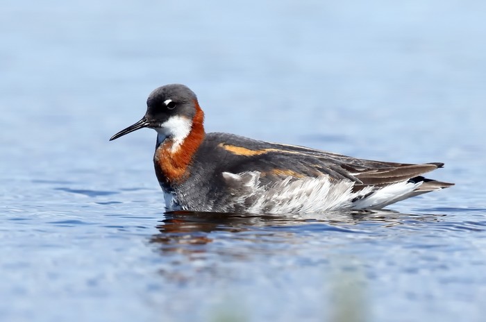Red-necked Phalarope