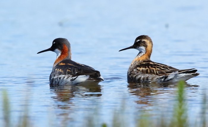 Red-necked Phalarope