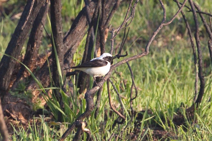 Eastern Black-eared Wheatear