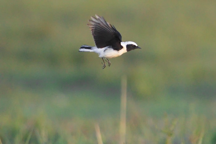 Eastern Black-eared Wheatear