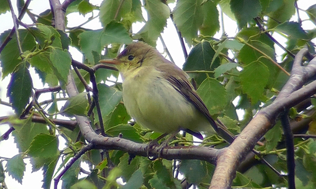 Melodious Warbler