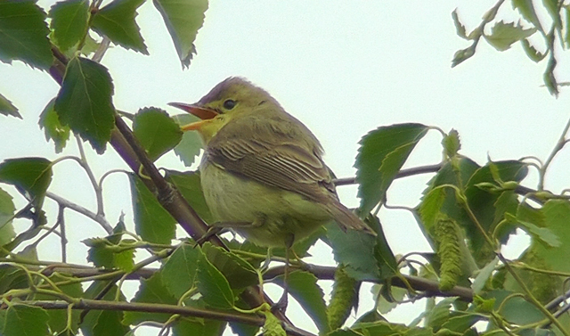 Melodious Warbler