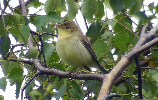 Melodious Warbler