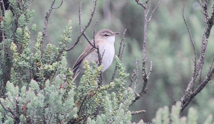 Paddyfield Warbler
