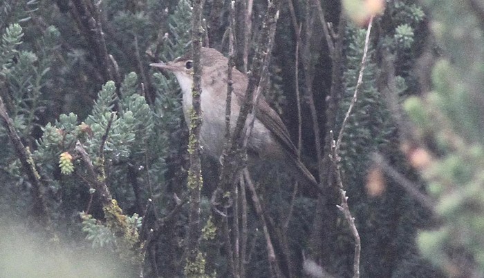 Blyth's Reed Warbler