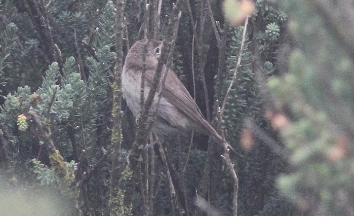 Blyth's Reed Warbler