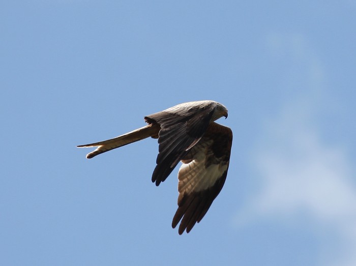 Red Kite
