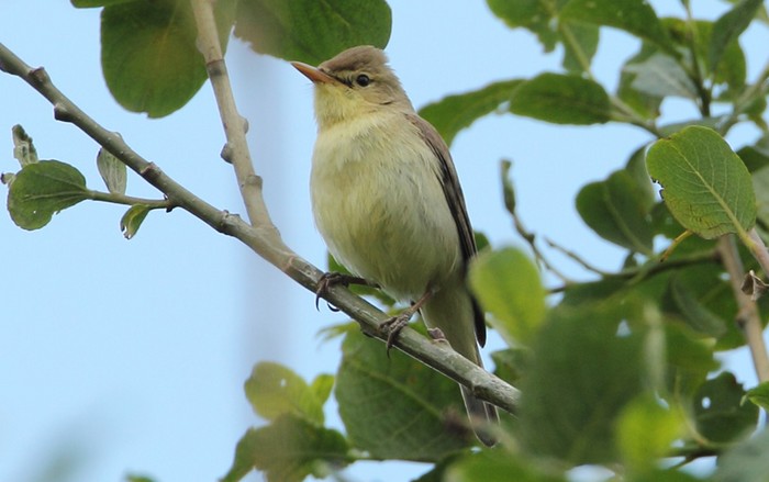 Melodious Warbler