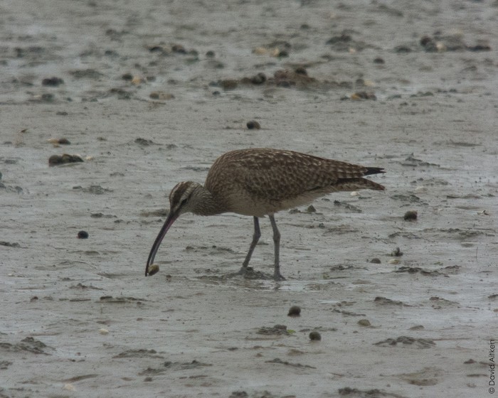 Hudsonian Whimbrel