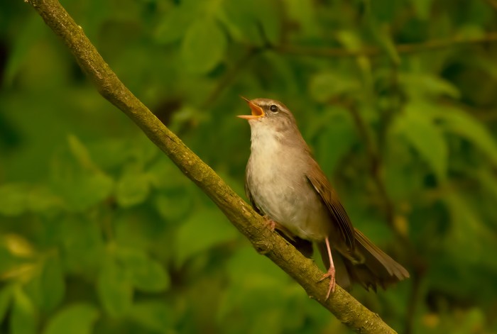 Cetti's Warbler