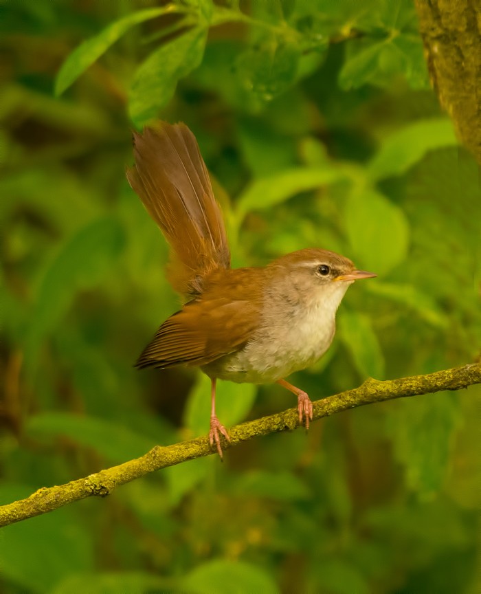 Cetti's Warbler