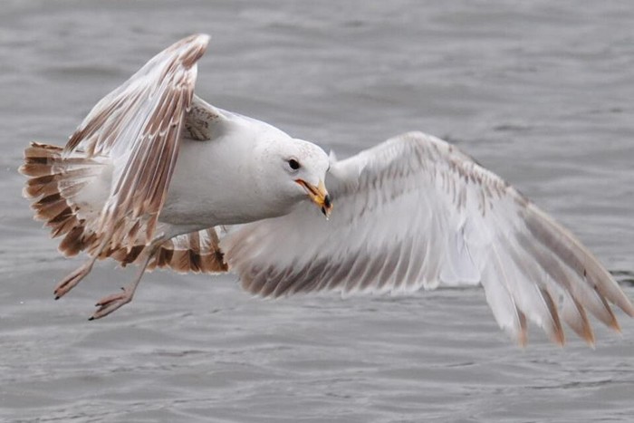 Ring-billed Gull