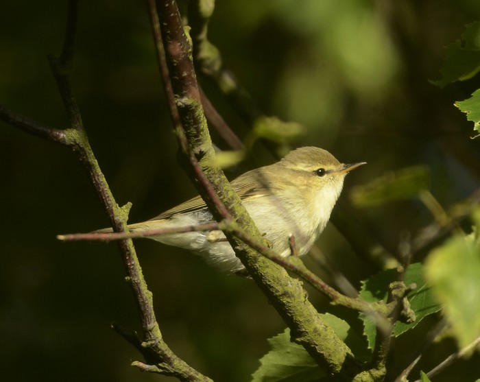 Greenish Warbler