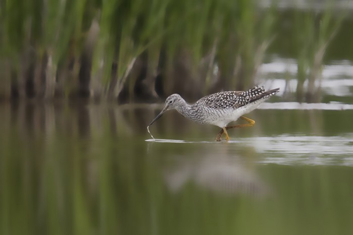 Greater Yellowlegs