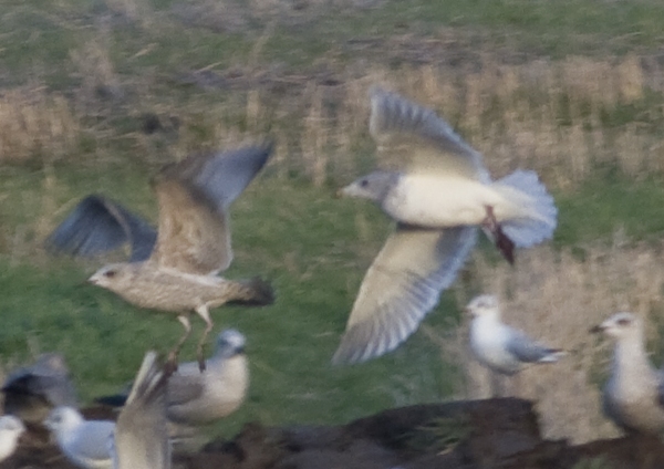 Glaucous-winged Gull