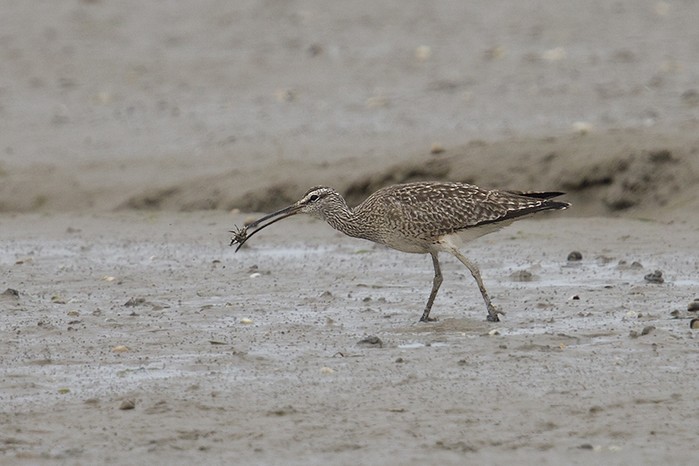 Hudsonian Whimbrel