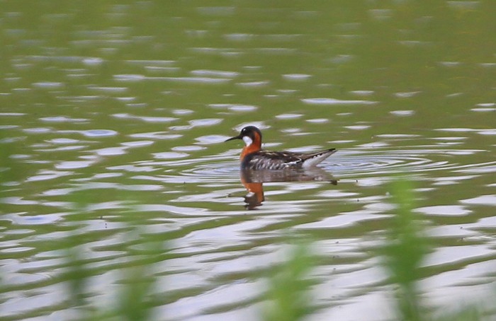 Red-necked Phalarope