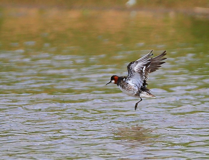 Red-necked Phalarope
