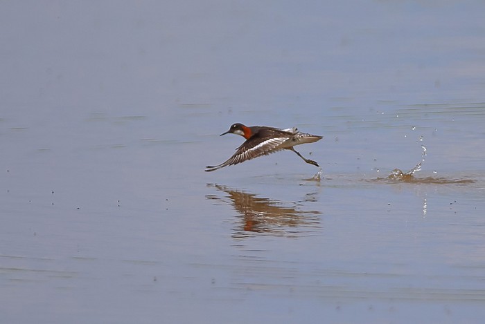 Red-necked Phalarope