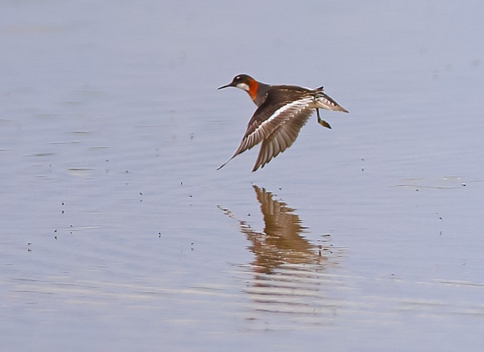 Red-necked Phalarope