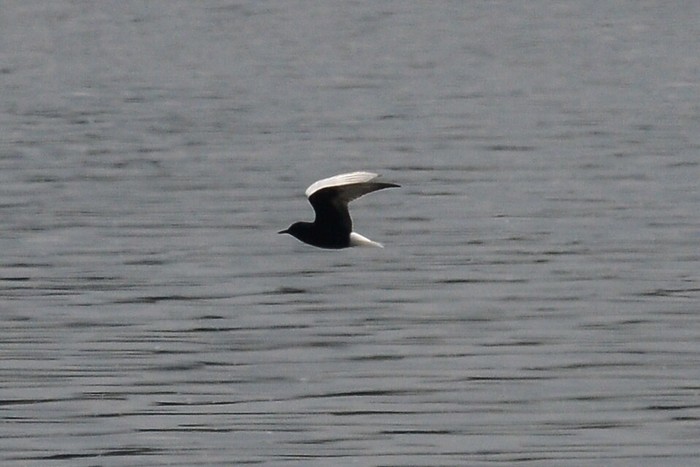 White-winged Black Tern